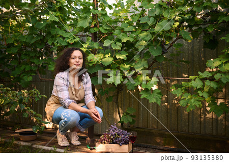 Portrait. Inspired, beautiful woman, viticulturist, vine grower looking at camera while sitting near rows of vineyard and a wooden box with harvested crop of grapes in the backyard of summer cottage 93135380