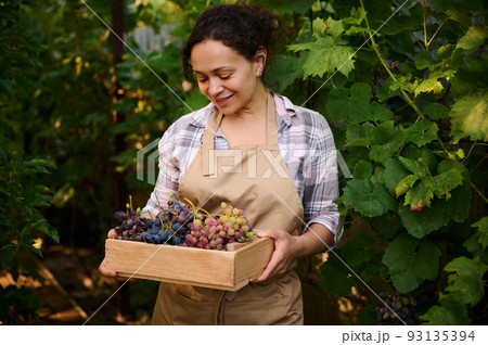 Closeup of a pleasant multiethnic woman wearing a beige apron, in vineyard, with a wooden crate of freshly picked ripe and juicy grapes, during autumn harvest season. Viticulture. Agribusiness. 93135394
