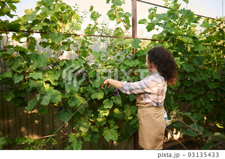 Rear view of a curly-haired woman, vintner standing in rows of vineyard and gathering fresh bunch of purple grapes. Cultivating organic fruits in orchards for sales in farmer's market. Agribusiness Rear view of a curly-haired woman, vintner standing in rows of vineyard and gathering fresh bunch of purple grapes. Cultivating organic fruits in orchards for sales in farmer's market. Agribusiness 93135433