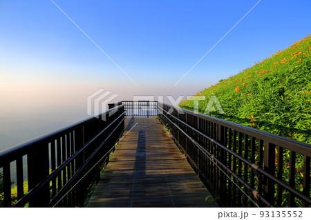 ニッコウキスゲ咲く朝の霧降高原キスゲ平園地 93135552