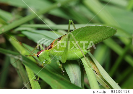 ハヤシノウマオイ 93136418