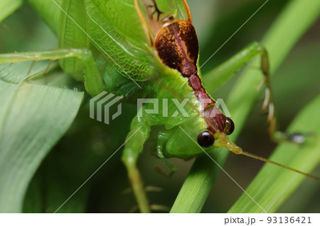 ハヤシノウマオイ ハヤシノウマオイ 93136421