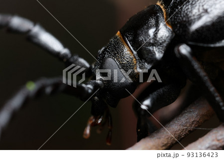ノコギリカミキリ ノコギリカミキリ 93136423