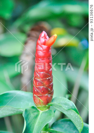 Costus speciosus, Crape ginger or Malay ginger or Spiral flag or Costus speciosus Cheilocostus , Costaceae or Cane reed or Spiral flag or Costus Costus speciosus, Crape ginger or Malay ginger or Spiral flag or Costus speciosus Cheilocostus , Costaceae or Cane reed or Spiral flag or Costus 93136676