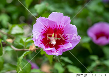 Hibiscus syriacus purple flower close up. Pink rose of sharon with lush green foliage. Malvaceae family 93136791