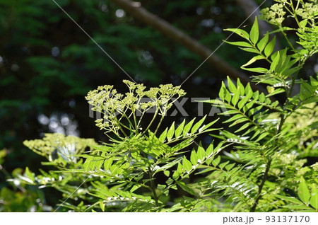 イヌザンショウの花 93137170