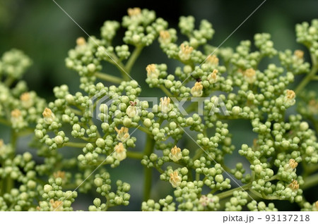 イヌザンショウの花 93137218