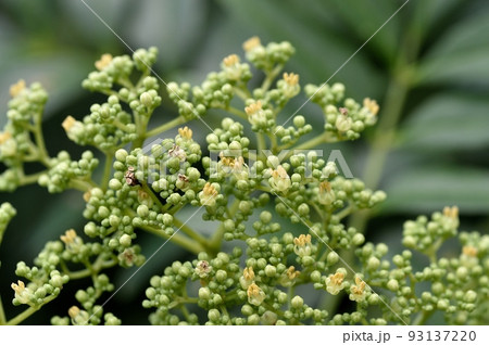 イヌザンショウの花 93137220