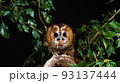 フクロウ 野生動物 自然 93137444
