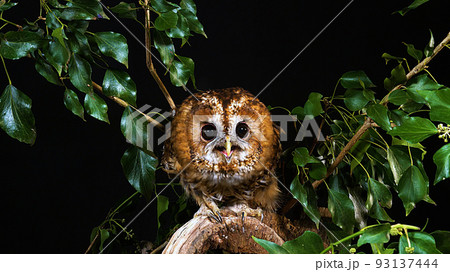 フクロウ 野生動物 自然 93137444