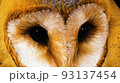 野生動物 自然 眼球 93137454