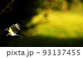 自然 野鳥 飛ぶ 93137455