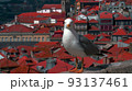 自然 新しい 鳥 93137461