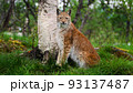 野生動物 ハンター 哺乳類 93137487