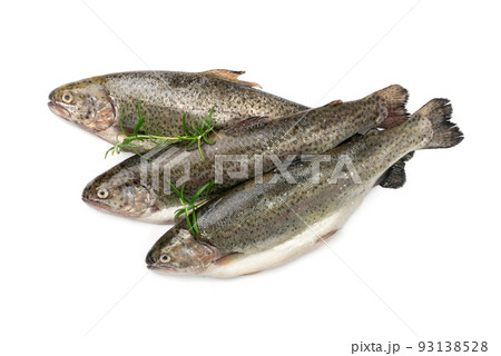 Raw Trout Isolated 93138528