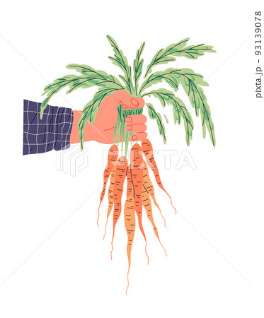 Bunch of fresh carrots with haulm in hand of farmer 93139078