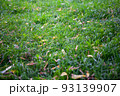 Background from yellow leaves on green grass, top view. Beginning of autumn backdrop for publication, screensaver, wallpaper, postcard, poster, banner, cover, website. High quality photography 93139907