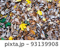 Background of autumn dry leaves, top view. Light brown fallen leaves oak tree for publication, screensaver, wallpaper, postcard, poster, banner, cover, website. High quality photography 93139908