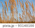 Background from autumn meadow golden colors, selective focus. Dry grass field for design or project. Meadow land texture for publication, design, poster, calendar, post, screensaver, wallpaper 93140100