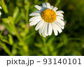 Big camomile flower on blurred green background, close-up. Chamomile with white petals for poster, calendar, post, screensaver, wallpaper, postcard, banner, cover, website, copy space for your design 93140101