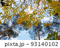 Autumn trees with yellow leaves on the sky background for publication, poster, screensaver, wallpaper, postcard, banner, cover, post. Autumn landscape high quality photography 93140102