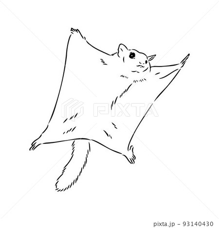 illustration vector hand draw doodles of flying squirrel or Pteromyini or Petauristini isolated on white background 93140430