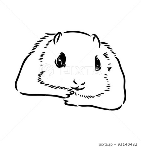 illustration vector hand draw doodles of flying squirrel or Pteromyini or Petauristini isolated on white background 93140432