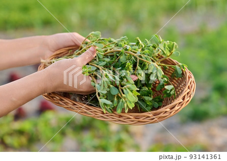 Plant purslane Portulaca oleracea in a wicker plate in the garden 93141361