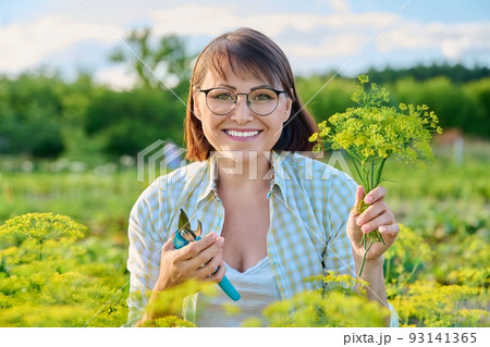 Smiling middle-aged female with pruner picking branches of flowering dill in garden. Smiling middle-aged female with pruner picking branches of flowering dill in garden. 93141365