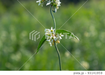 Vincetoxicum hirundinaria subsp. hirundinaria, white swallow-wort. Wild plant shot in summer 93141959