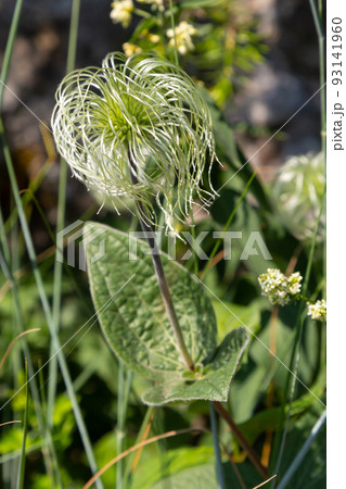 Group of seeds on stems Sugarbowls Leatherflowers in alpine field 93141960
