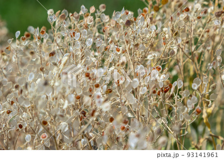 Close up texture of drying grain standing in a field, warm light, stems and leaves and seed heads mix together for a rough golden background of agriculture and farming 93141961
