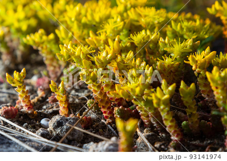 Sedum acre, commonly known as the goldmoss stonecrop, mossy stonecrop, goldmoss sedum, biting stonecrop and wallpepper, is a perennial flowering plant Sedum acre, commonly known as the goldmoss stonecrop, mossy stonecrop, goldmoss sedum, biting stonecrop and wallpepper, is a perennial flowering plant 93141974