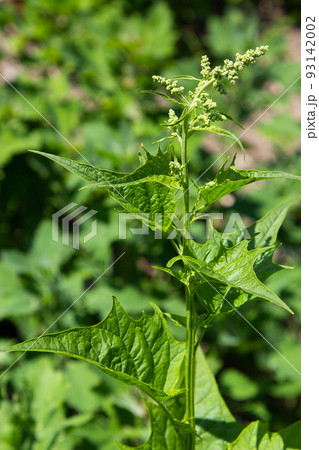 Blitum bonus-henricus, Chenopodium bonus-henricus, Good-king-Henry, Chenopodiaceae. Wild plant shot in summer 93142002
