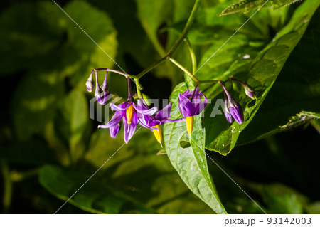 Bittersweet nightshade, Solanum dulcamara, flowers and buds with leaves close up 93142003