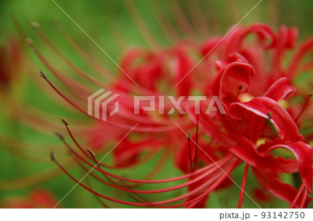 お彼岸の花 お彼岸の花 93142750