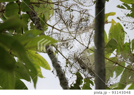 アメリカシロヒトリ幼虫の大量発生 93143048