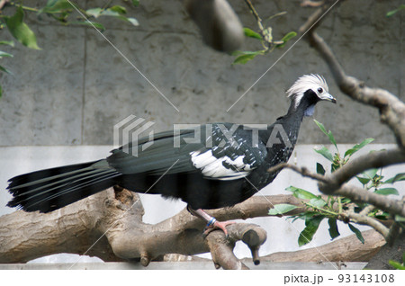 アオノドナキシャクケイ アオノドナキシャクケイ 93143108