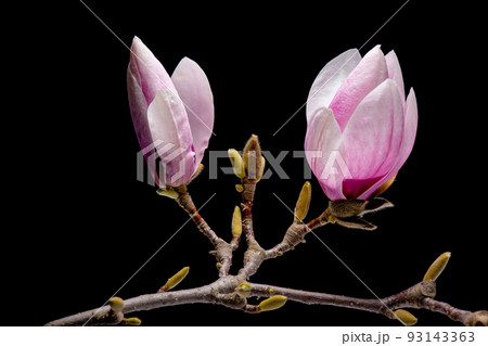 Blossoming pink magnolia flowers isolated on black background Blossoming pink magnolia flowers isolated on black background 93143363