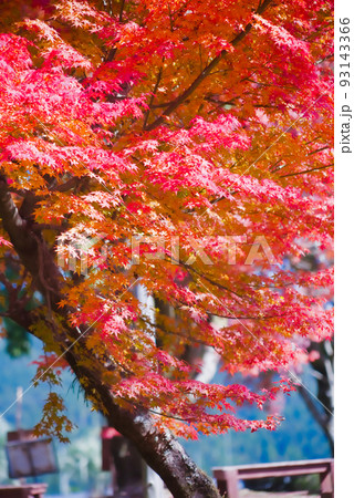 紅葉の最盛期 鹿児島県青少年研修センター 紅葉の最盛期 鹿児島県青少年研修センター 93143366
