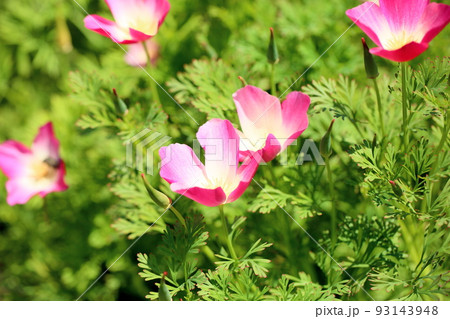 ピンクのカルフォルニアポピーの花 ピンクのカルフォルニアポピーの花 93143948