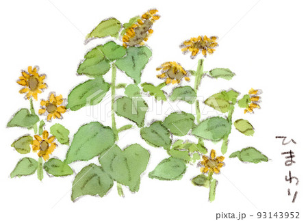 夏の花：向日葵（ひまわり）の水彩画イラスト 93143952