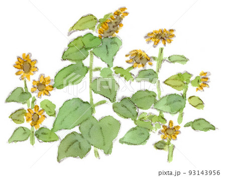 夏の花：向日葵（ひまわり）の水彩画イラスト 93143956