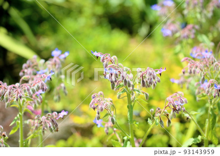 ボリジの花 ボリジの花 93143959