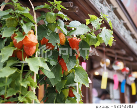伊香保温泉 石段街 ほおずきと風鈴 伊香保温泉 石段街 ほおずきと風鈴 93143983