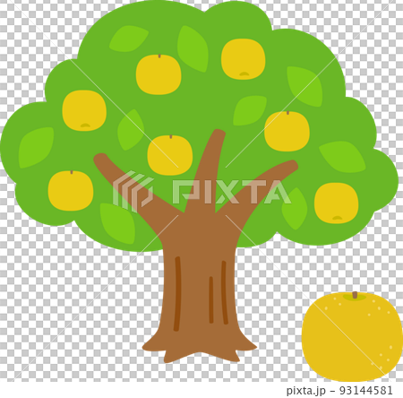 pear tree with fruit pear tree with fruit 93144581
