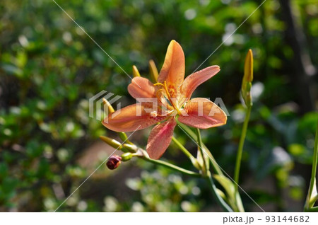夏の花 ヒオウギ（檜扇、桧扇、日扇）の写真素材 [93144682] - PIXTA