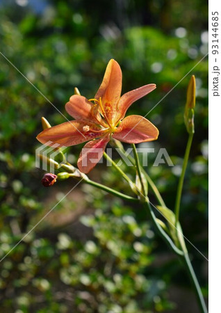 夏の花 ヒオウギ(檜扇、桧扇、日扇) 夏の花 ヒオウギ(檜扇、桧扇、日扇) 93144685