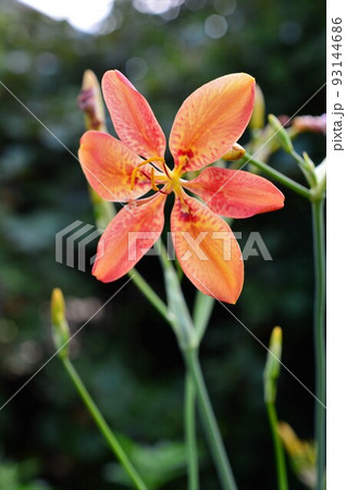 夏の花　ヒオウギ（檜扇、桧扇、日扇） 93144686