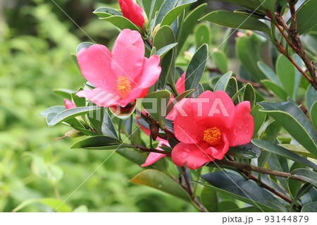 アザレアツバキの花 アザレアツバキの花 93144879